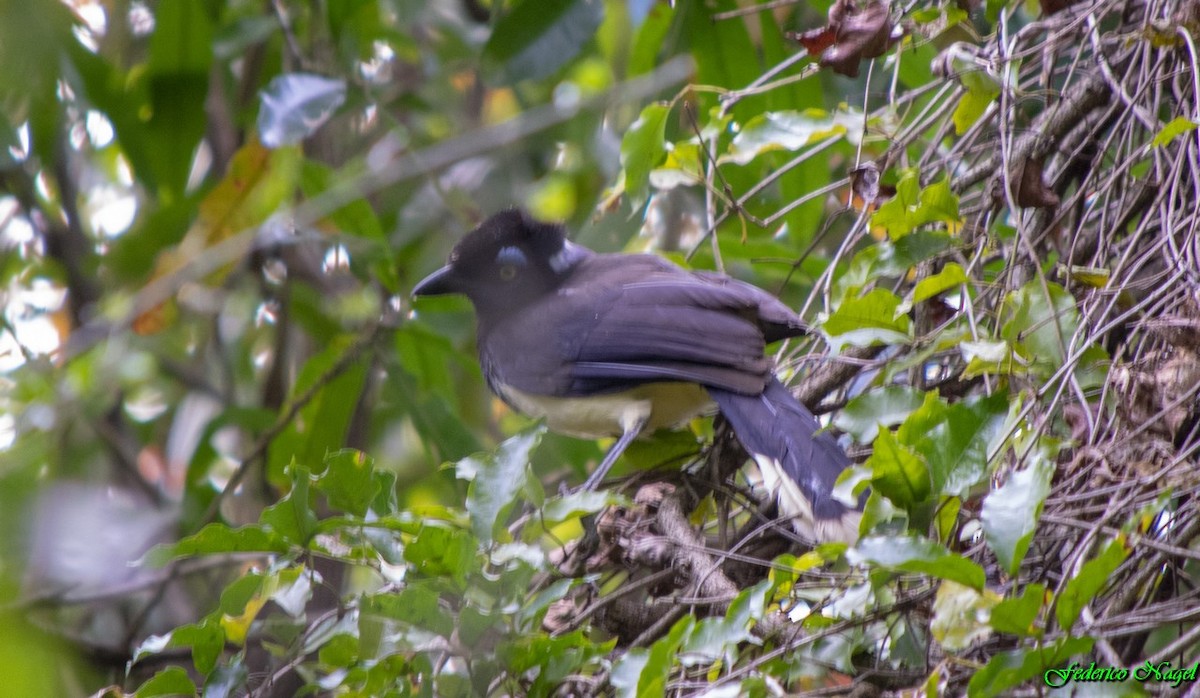 Plush-crested Jay - ML179487321