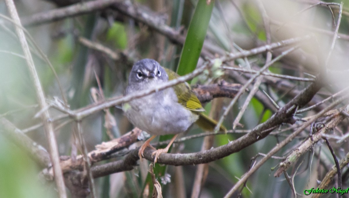 White-browed Warbler - ML179487471