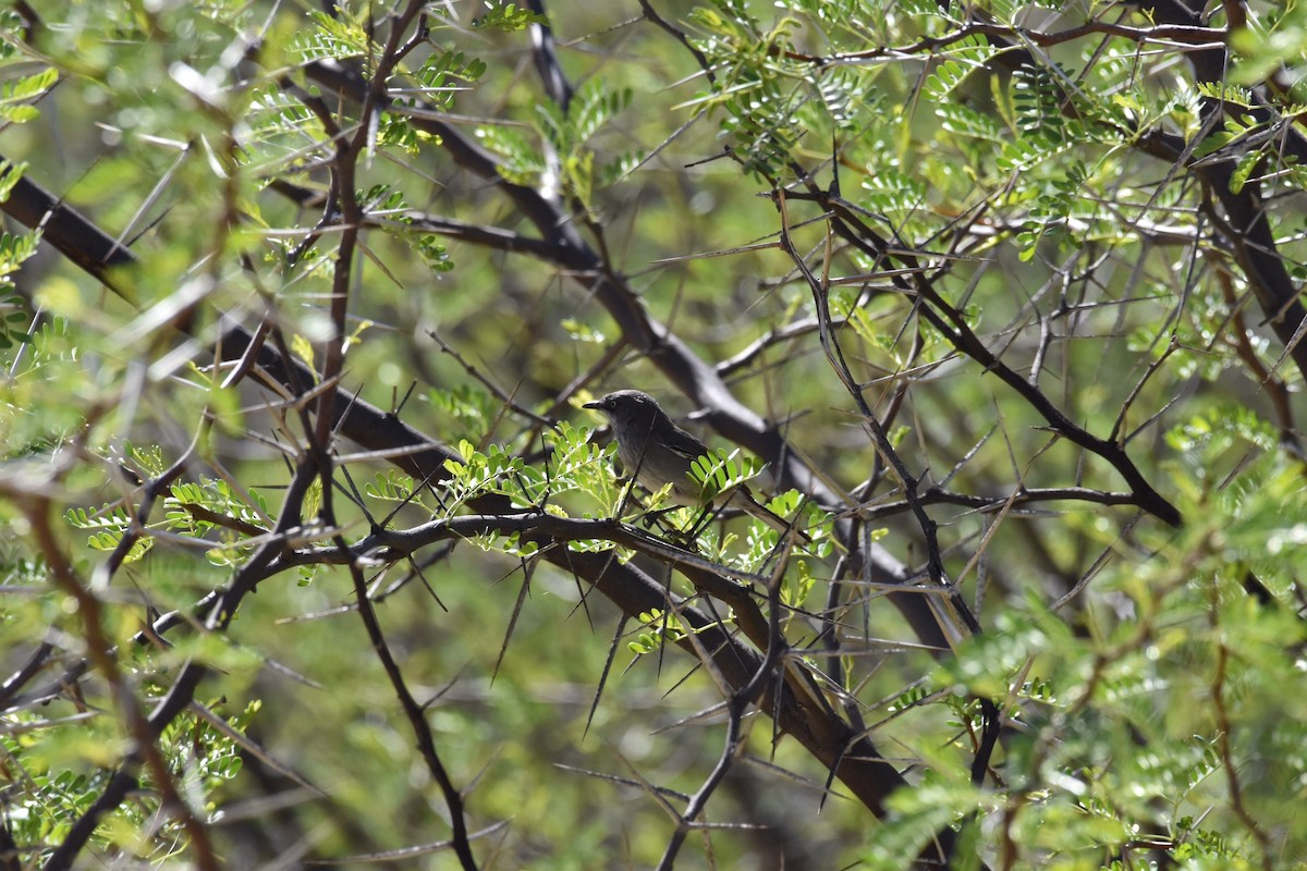 Layard's Warbler - Brad Sale