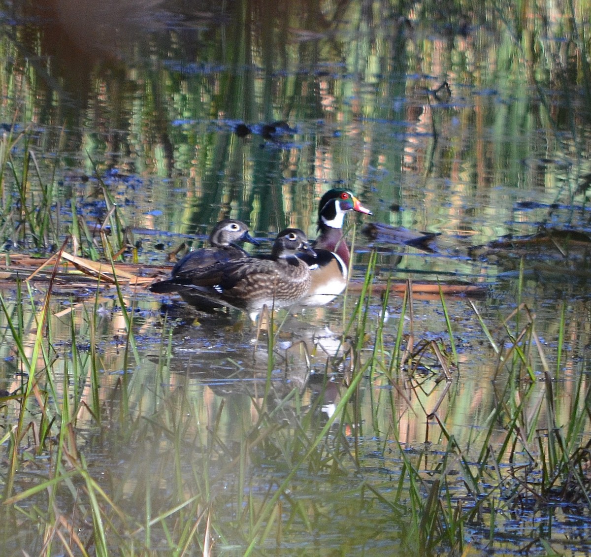 Wood Duck - Santa Andujar