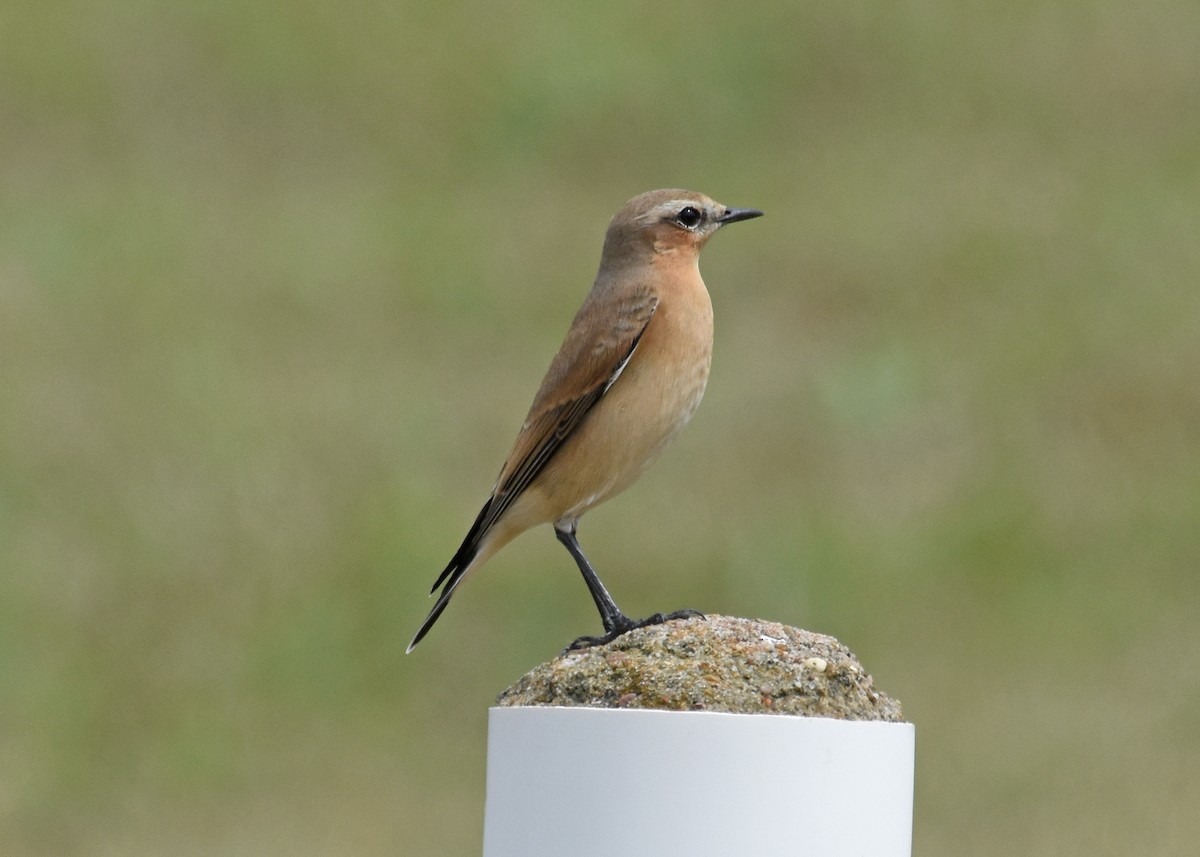 Northern Wheatear - Janet Rathjen