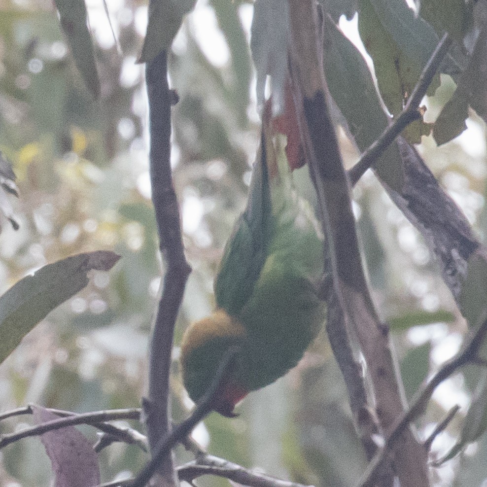 Little Lorikeet - ML179494321