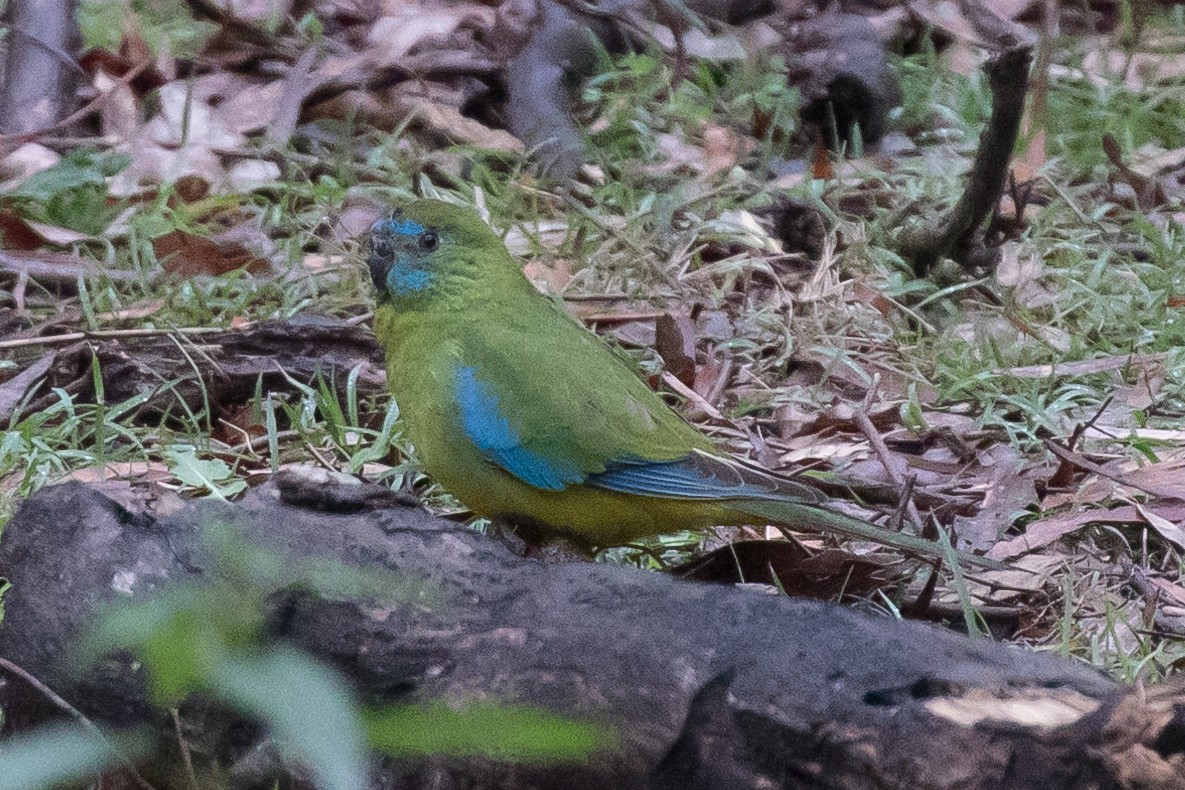 Turquoise Parrot - ML179495001