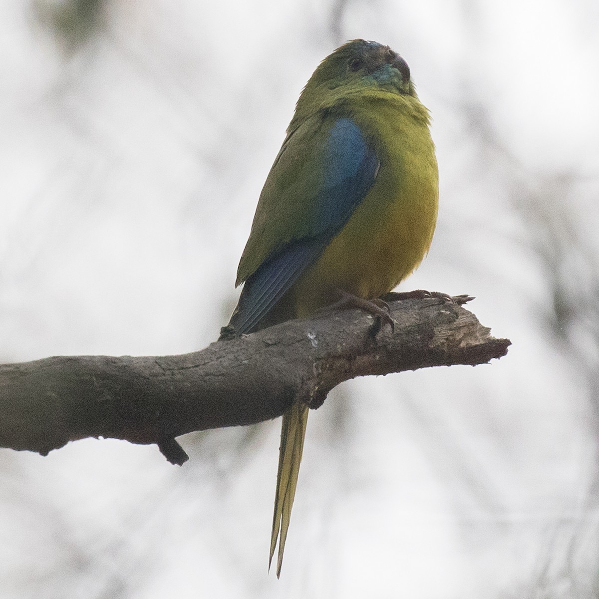Turquoise Parrot - ML179495011