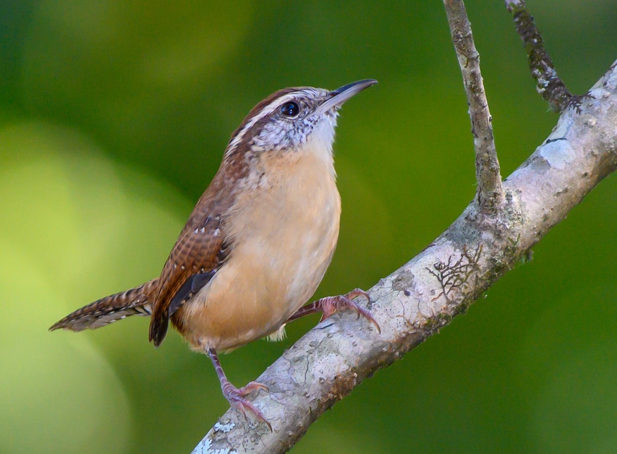 Carolina Wren - ML179495811