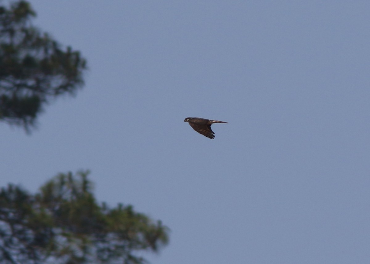 Sharp-shinned Hawk (White-breasted) - ML179496141