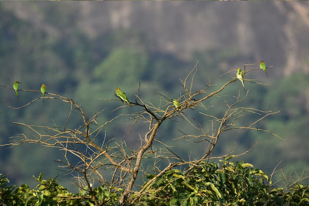 Asian Green Bee-eater - ML179496231