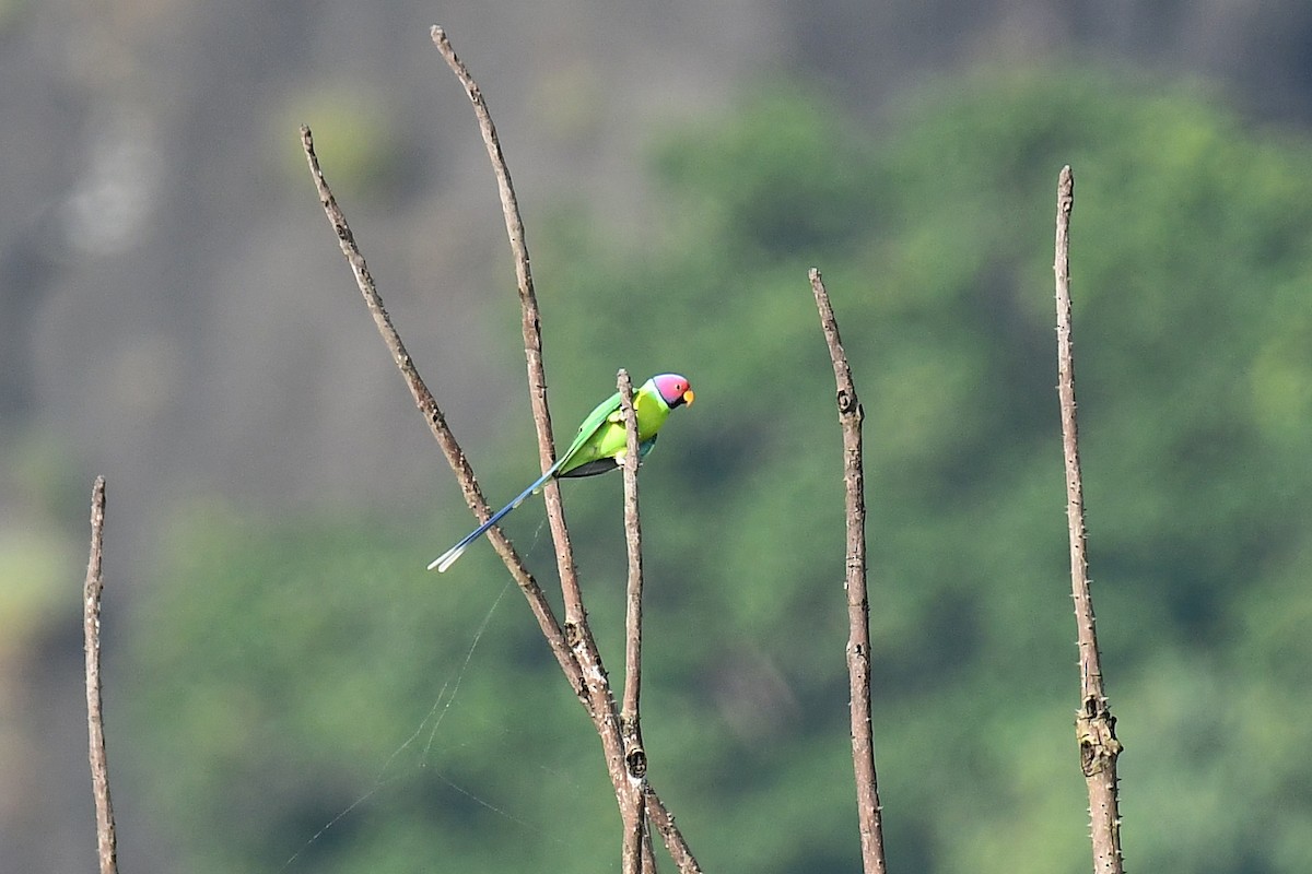 Plum-headed Parakeet - ML179496281