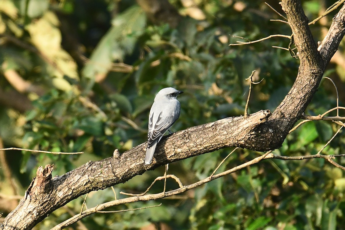 Indian Cuckooshrike - ML179496331