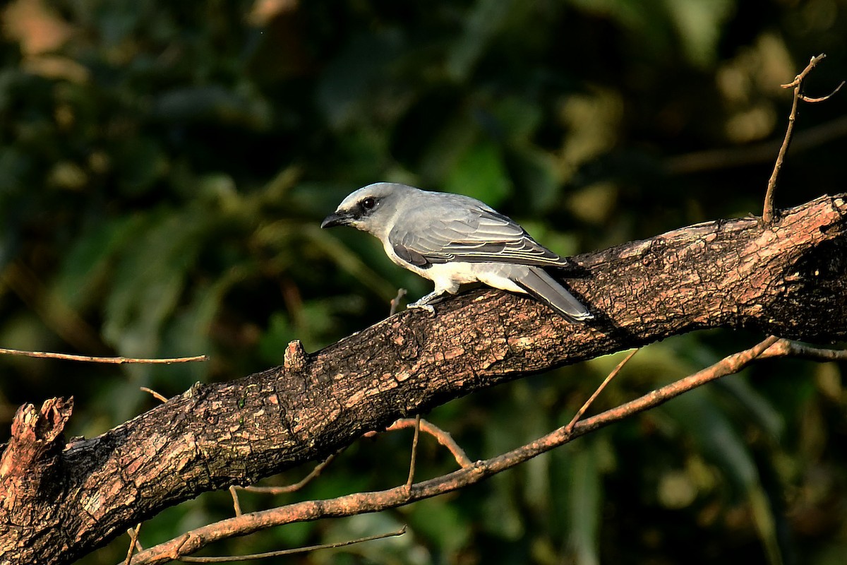 Indian Cuckooshrike - ML179496341