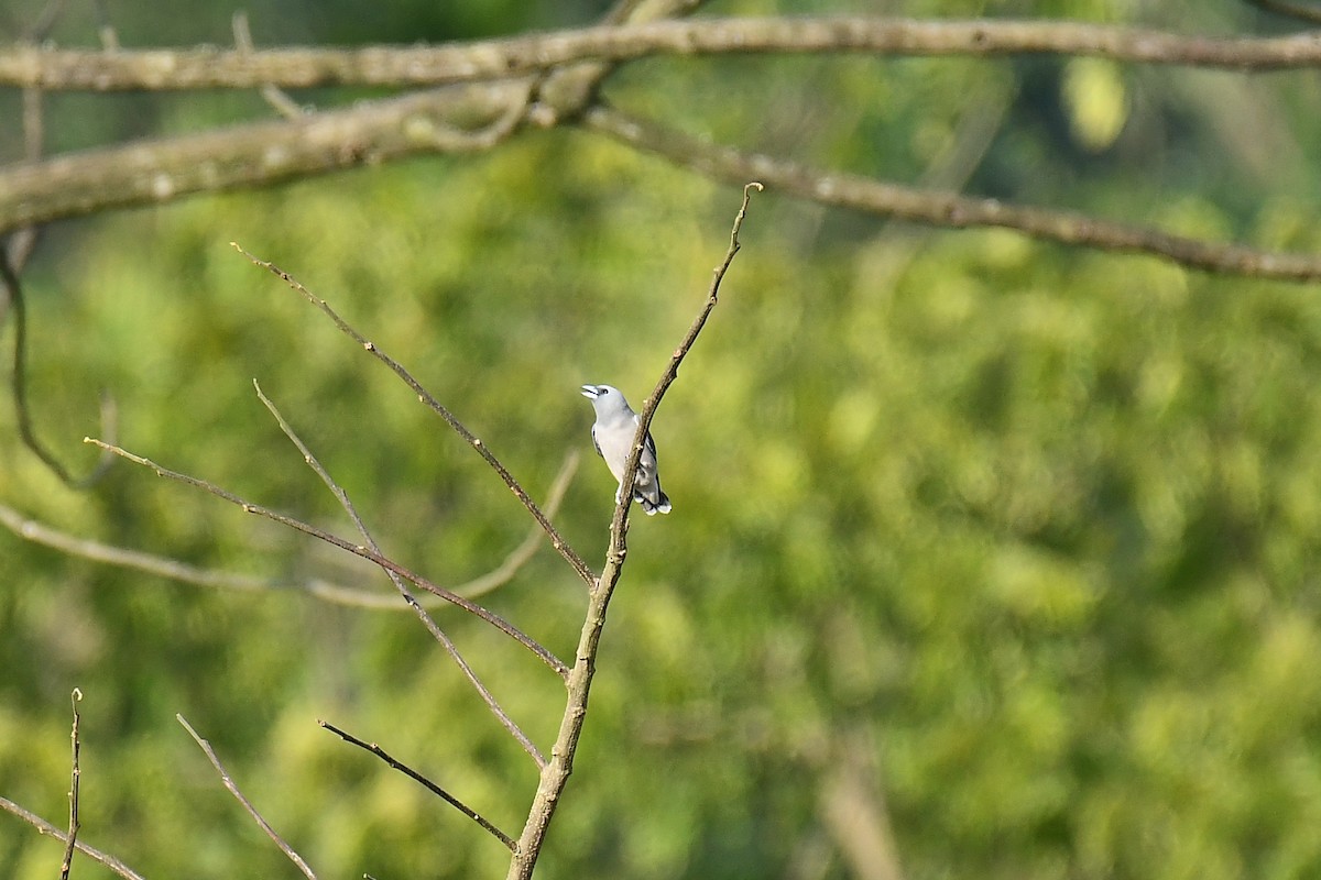 Ashy Woodswallow - ML179496401