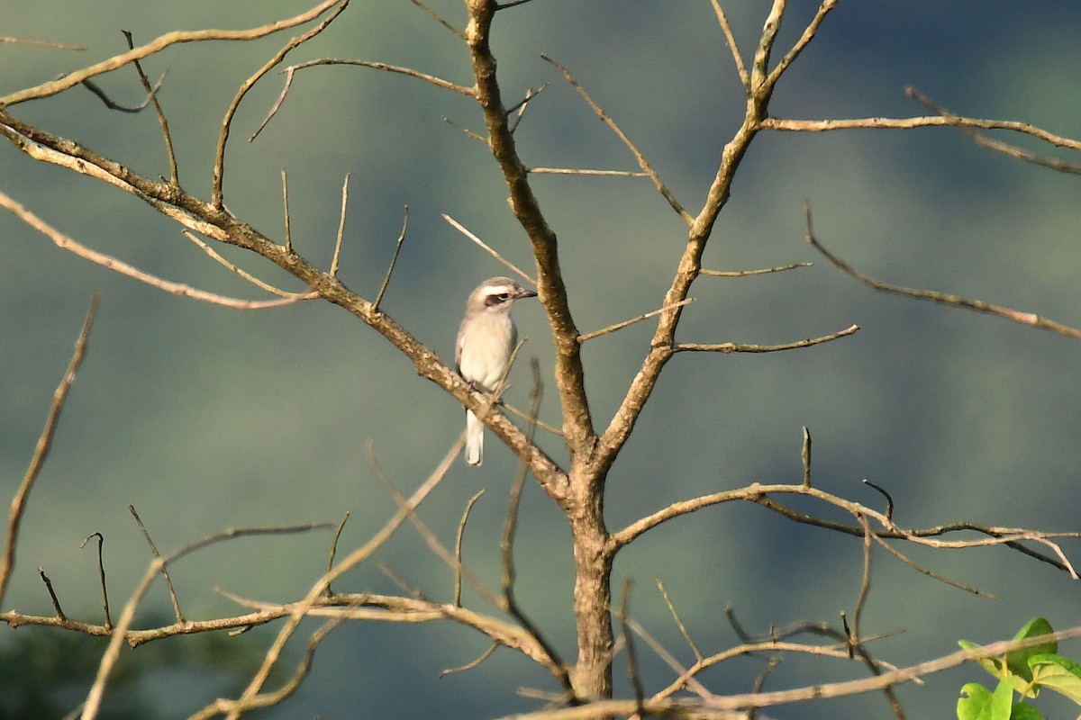 Common Woodshrike - ML179496421