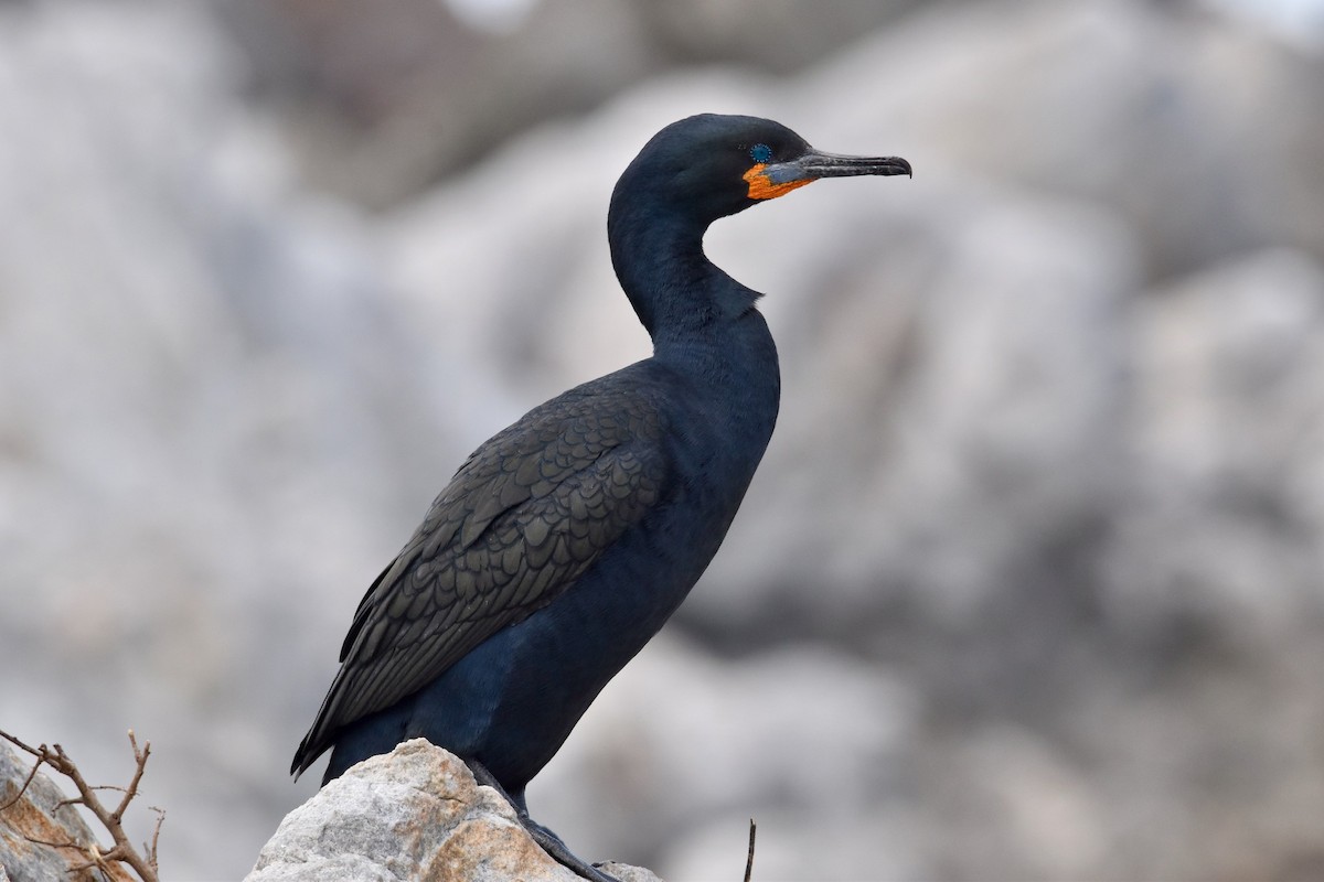 Cape Cormorant - Brad Sale