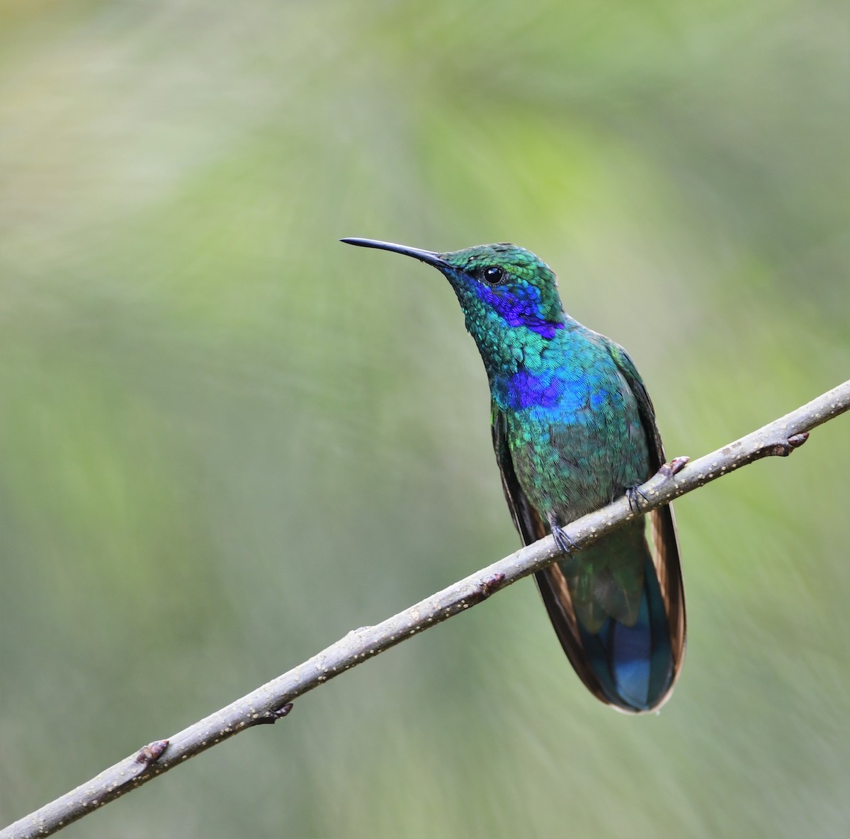 Mexican Violetear - ML179497391