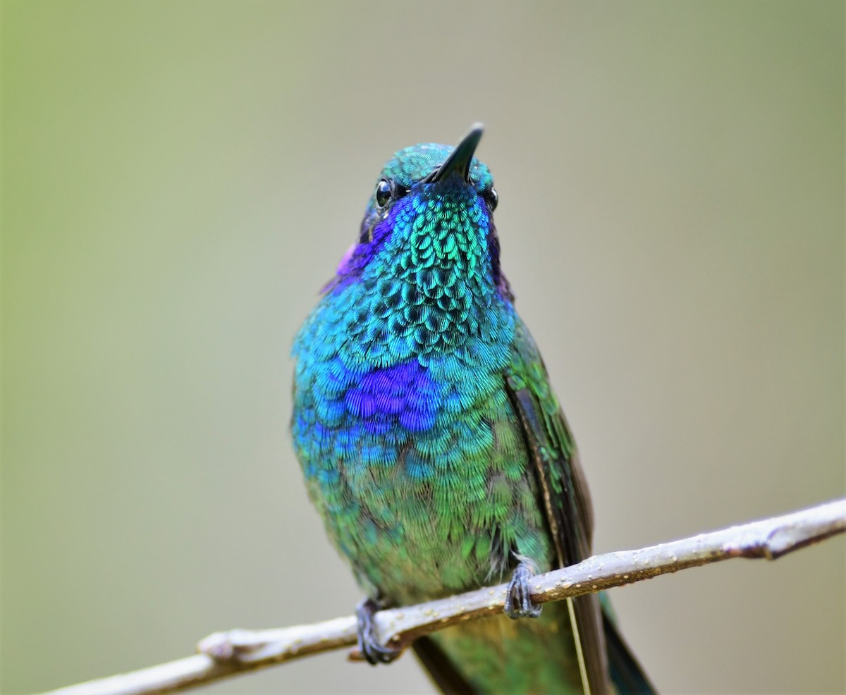 Mexican Violetear - Brandon Nidiffer