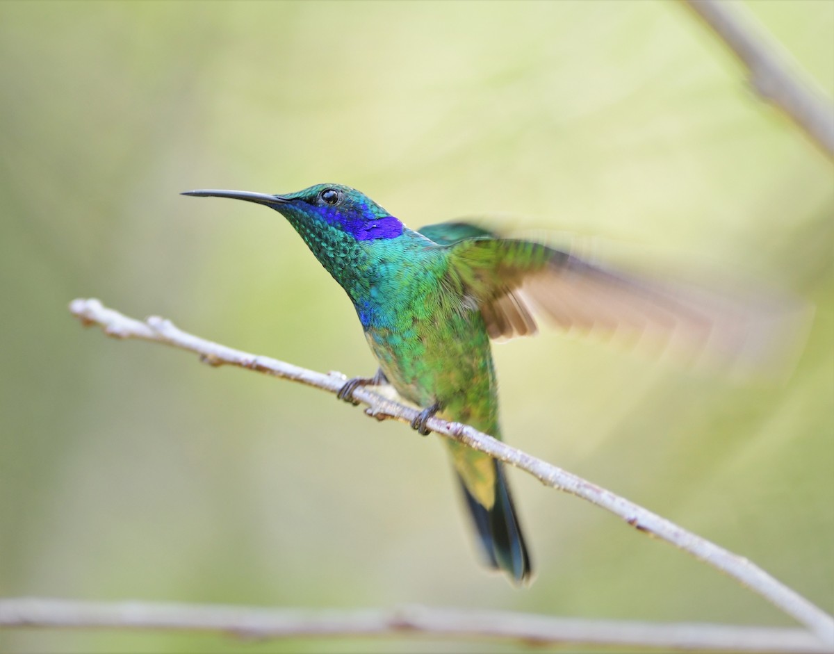 Mexican Violetear - Brandon Nidiffer