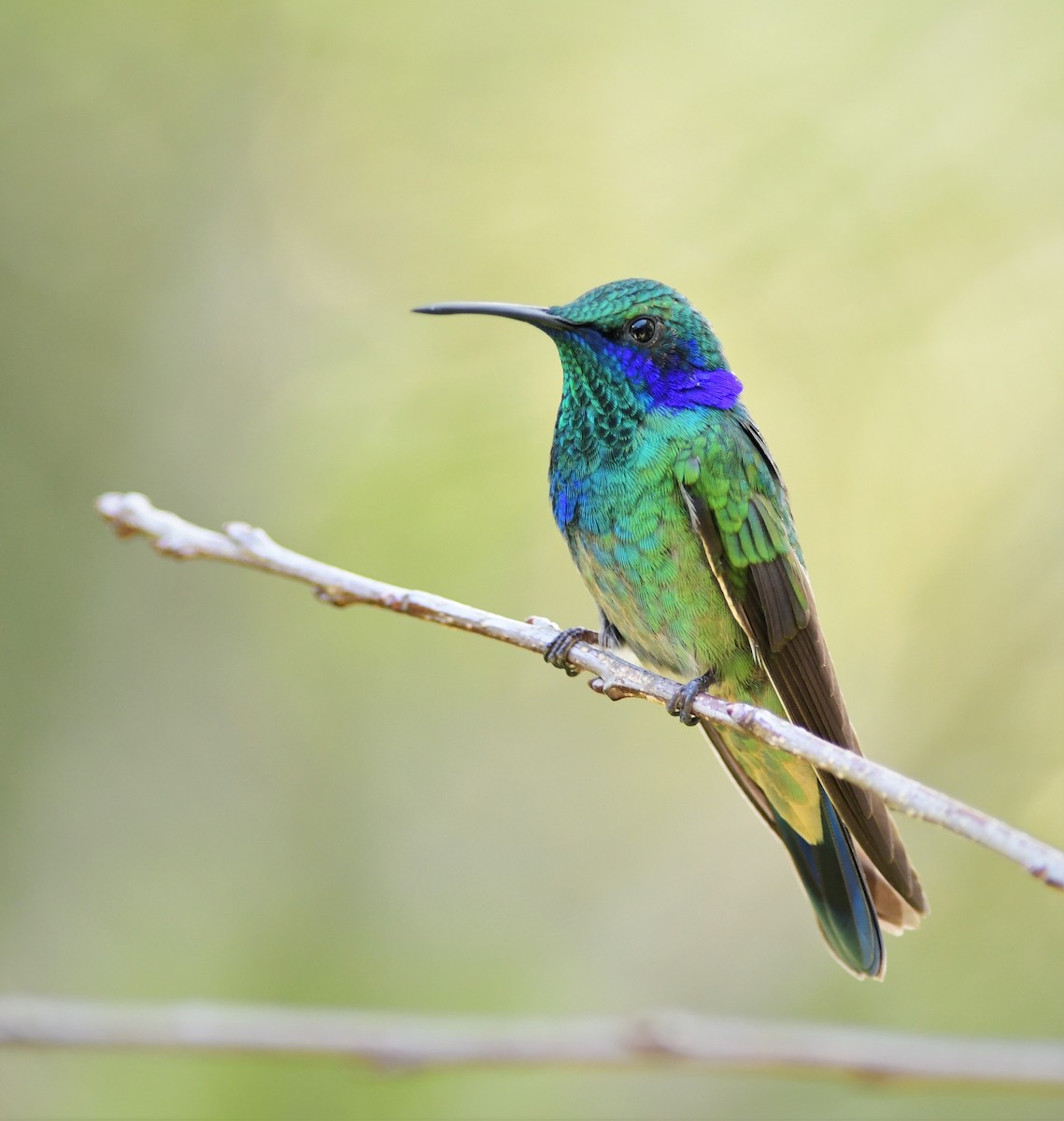 Mexican Violetear - ML179497441