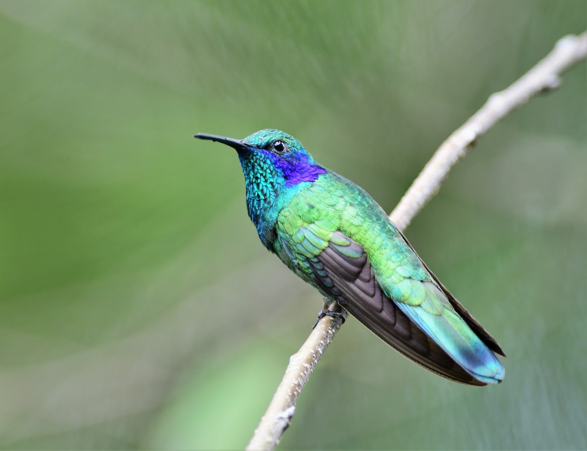 kolibřík zelený - ML179497451