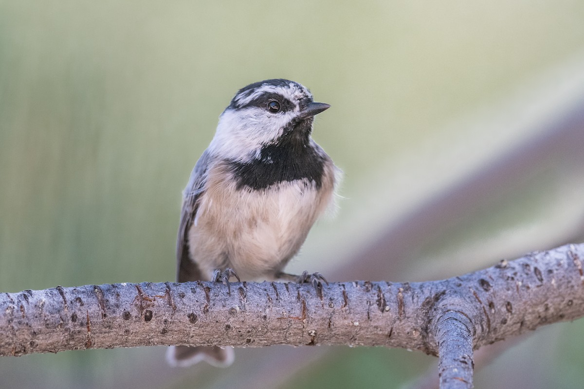 Mountain Chickadee (Pacific) - Jeff Bleam