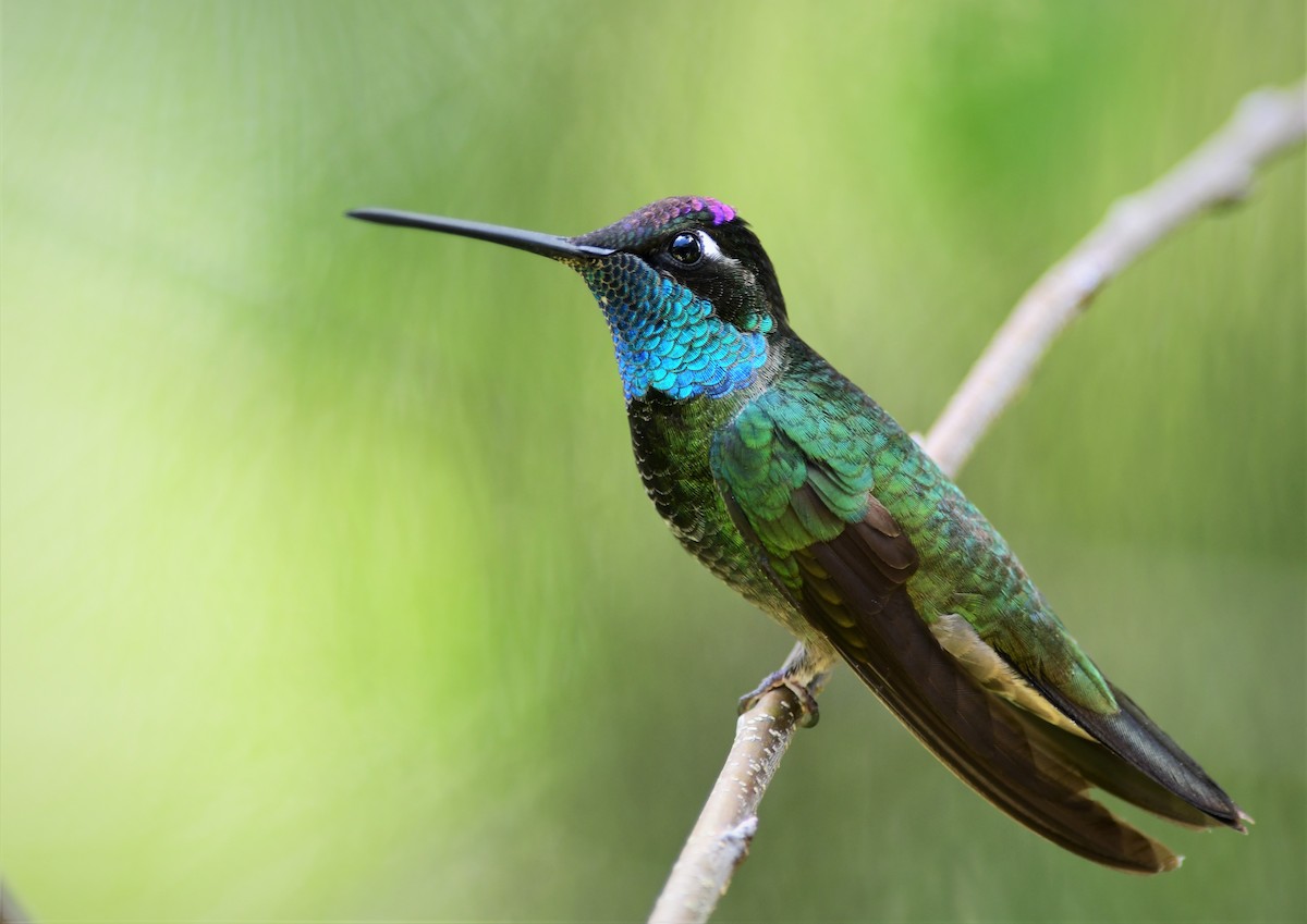 Rivoli's Hummingbird - Brandon Nidiffer