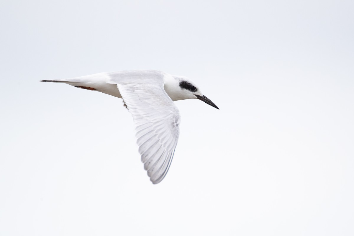 Forster's Tern - Ryan Sanderson