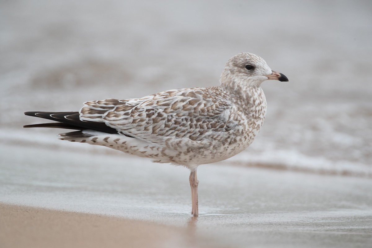 Ring-billed Gull - Ryan Sanderson