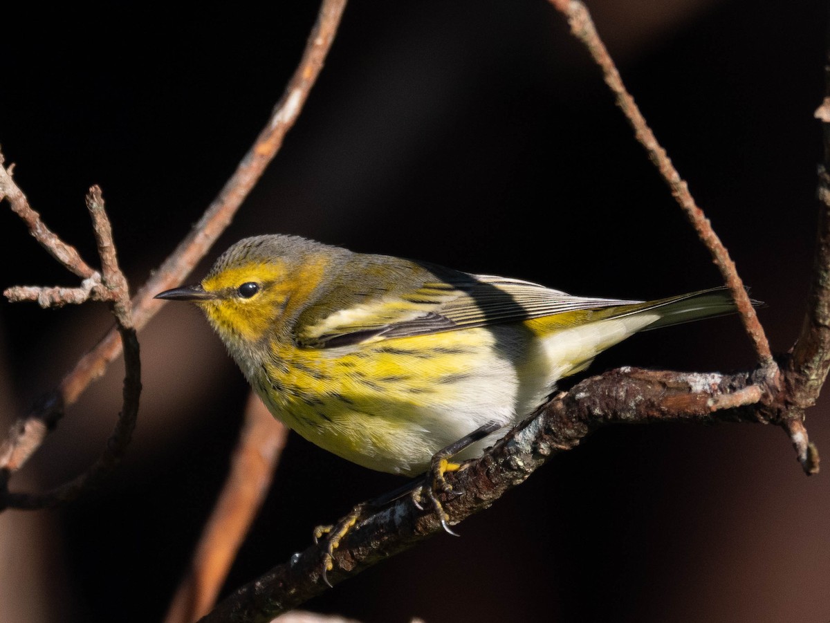 Cape May Warbler - Niall Doherty