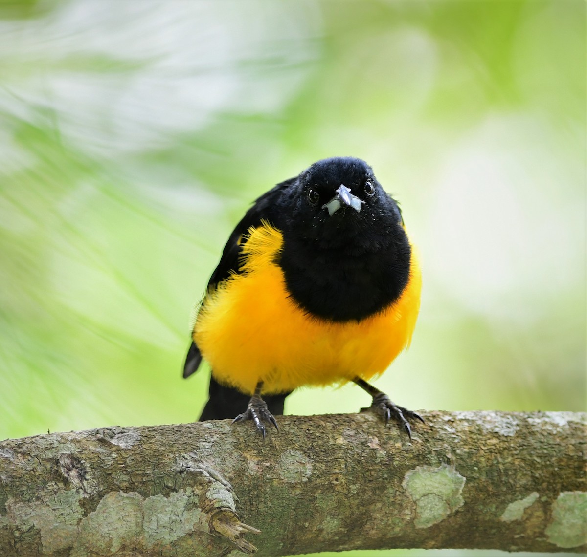 Black-vented Oriole - Brandon Nidiffer