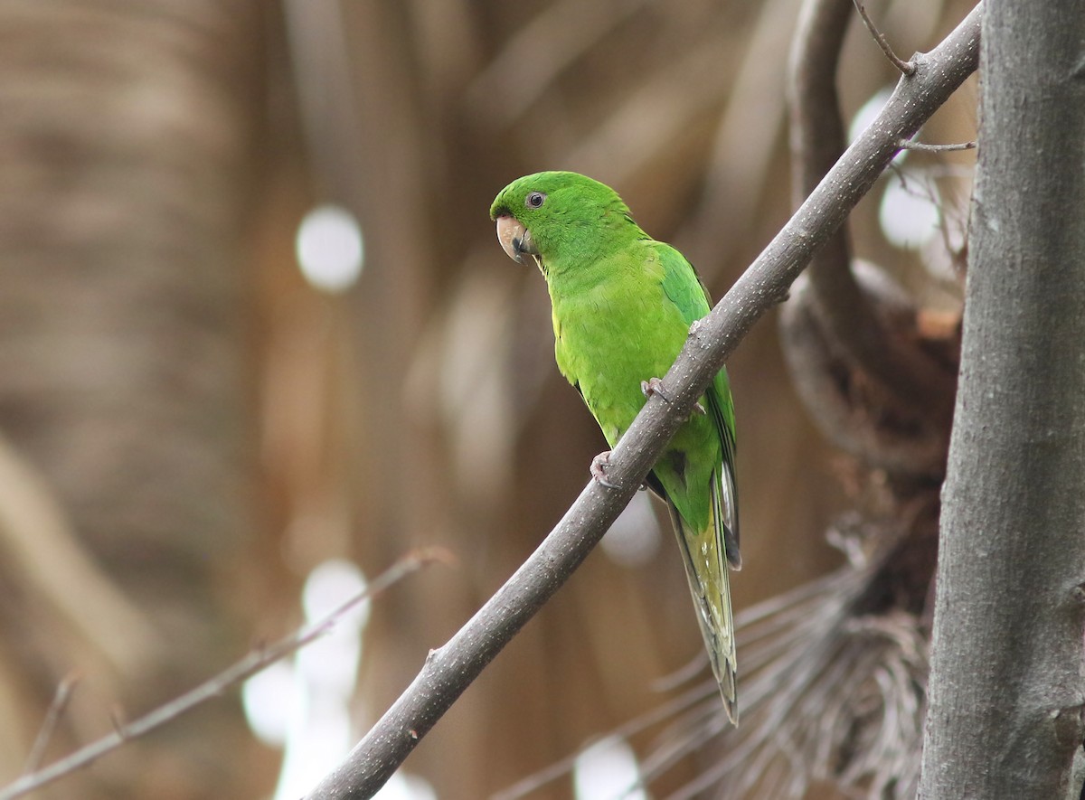 Pacific Parakeet - Amy McAndrews