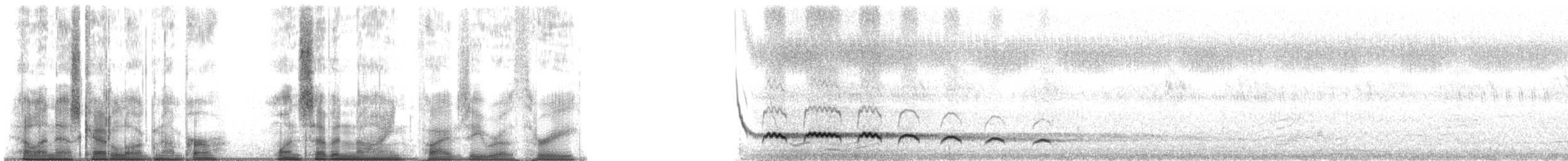 kukačka koel - ML179503