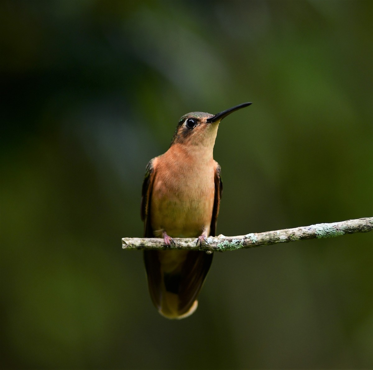 Rufous Sabrewing - Brandon Nidiffer