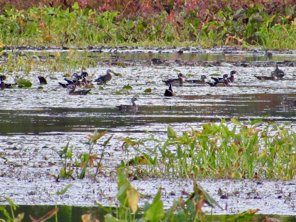 Wood Duck - scott baldinger