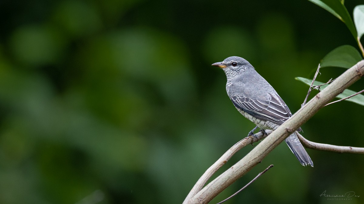 Black-headed Cuckooshrike - ML179505331