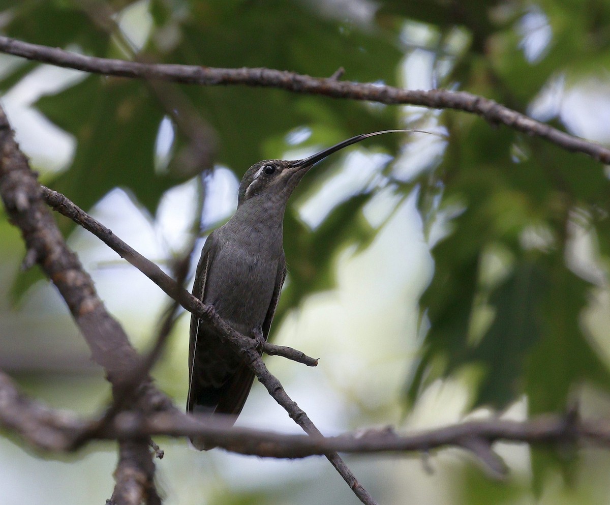 Blue-throated Mountain-gem - Steven McDonald