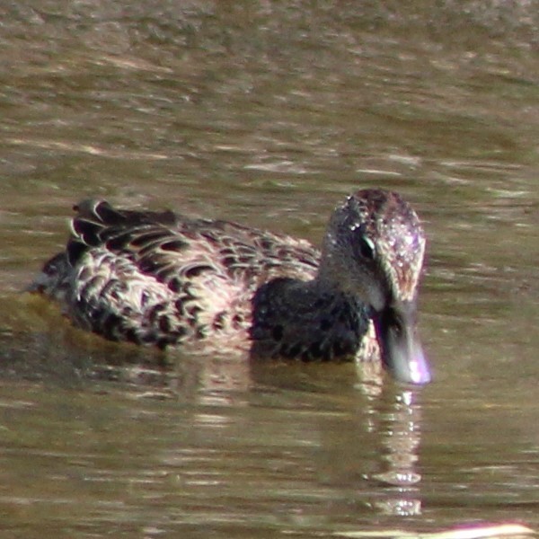 Sarcelle à ailes bleues - ML179506261