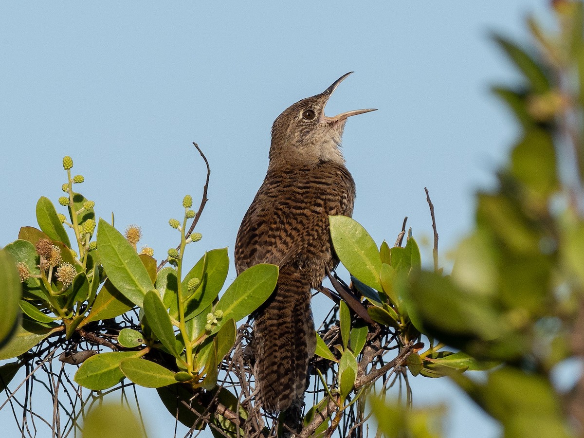 Zapata Wren - Steven Hunter