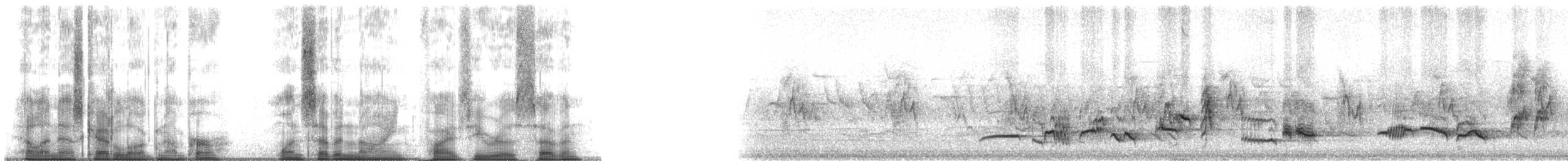 kos černý - ML179507