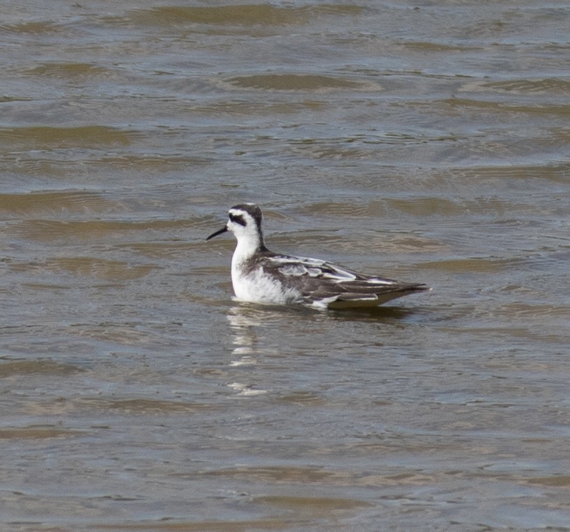 Red-necked Phalarope - Roland Castaneda