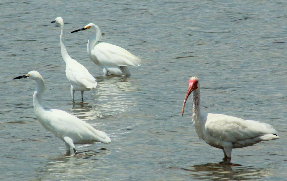 Snowy Egret - ML179508711