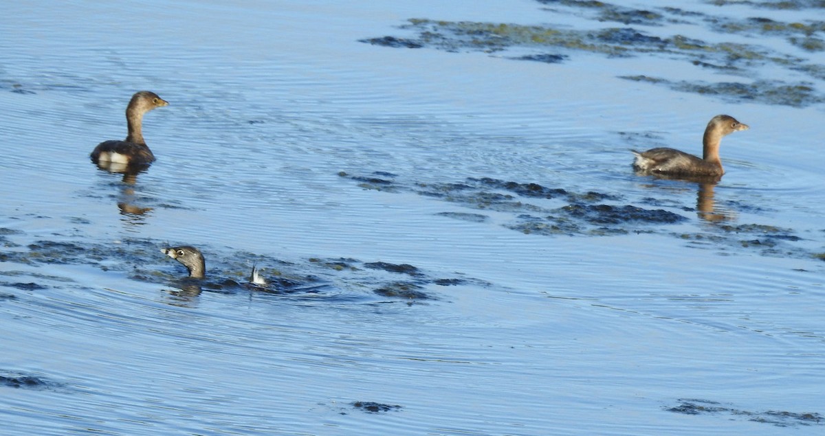 Pied-billed Grebe - Carolyn Longworth