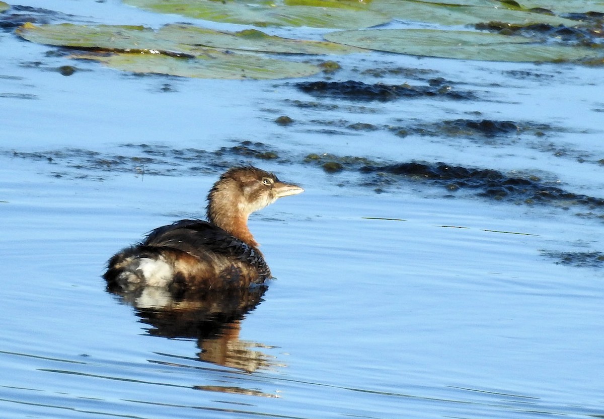 Pied-billed Grebe - Carolyn Longworth