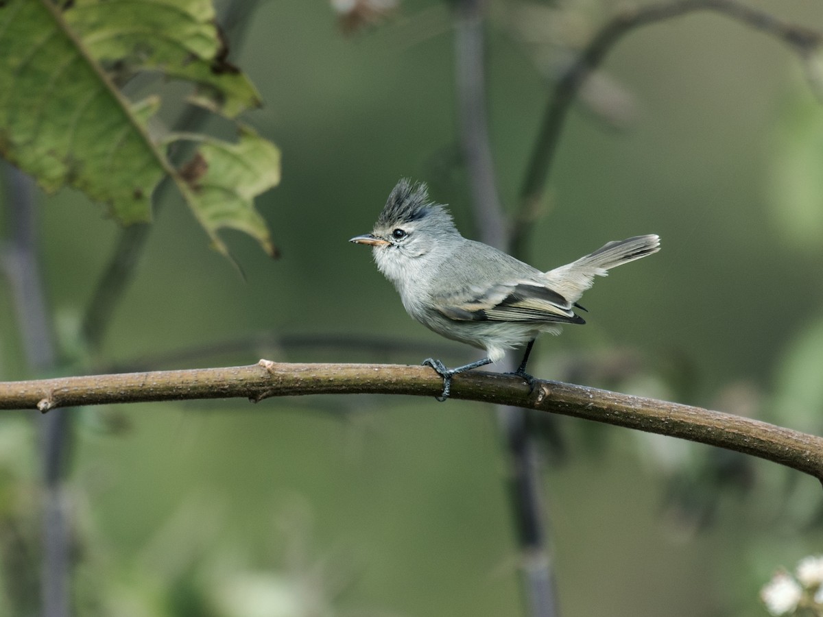 Southern Beardless-Tyrannulet - Nick Athanas