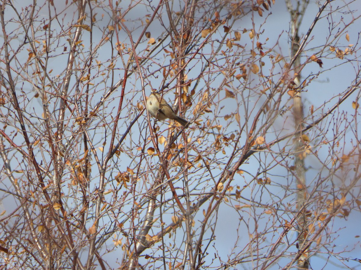 American Tree Sparrow - ML179512831