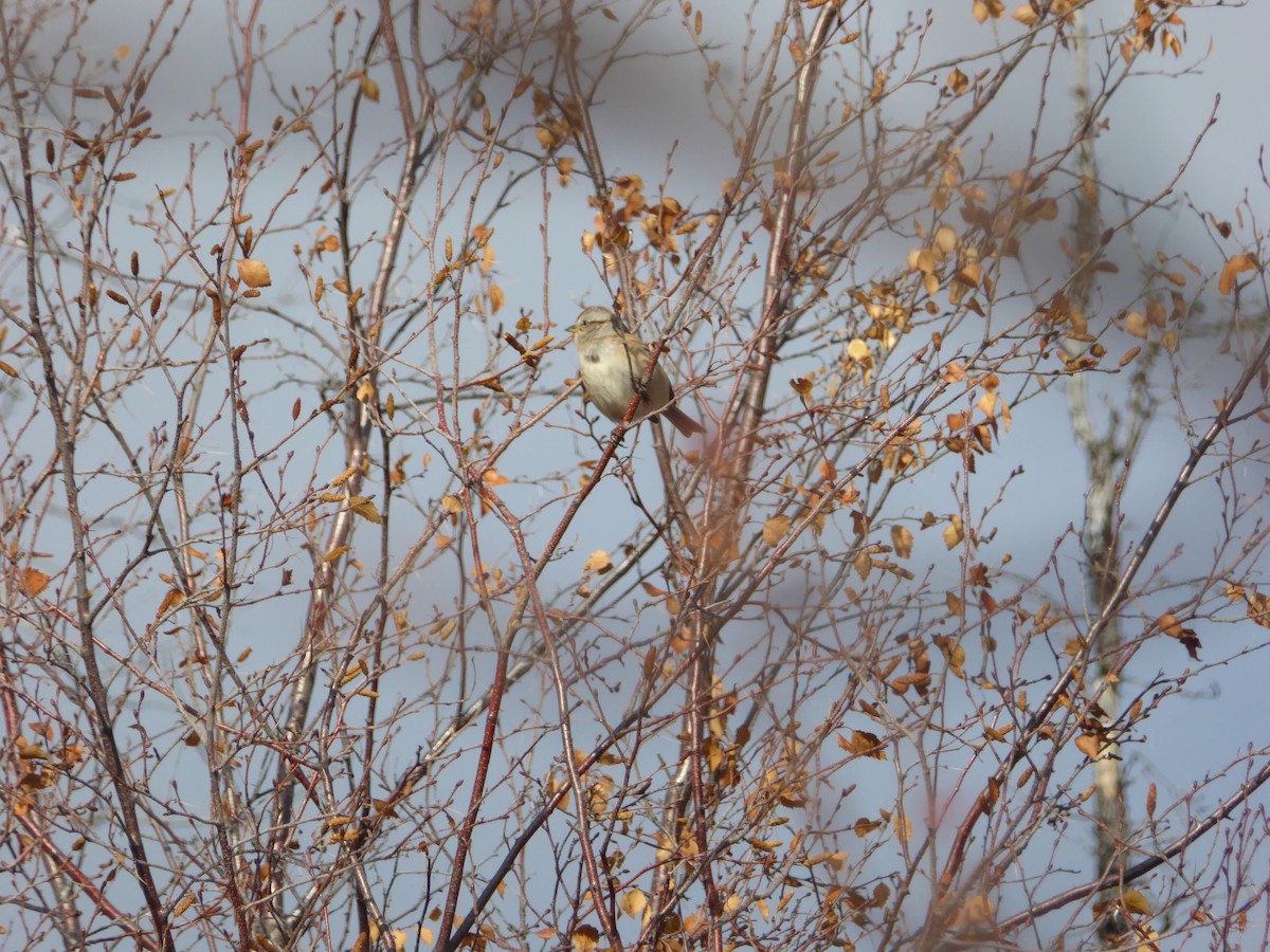 American Tree Sparrow - ML179512861