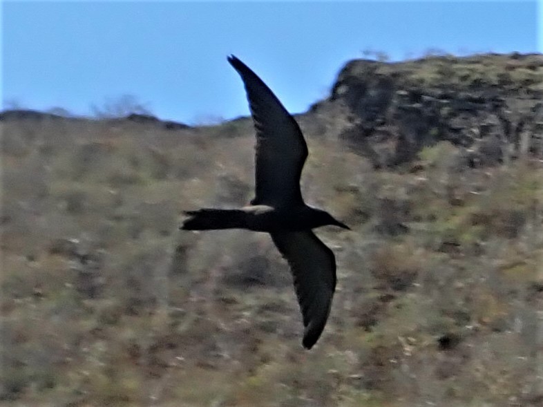 Brown Noddy - Dick Plambeck