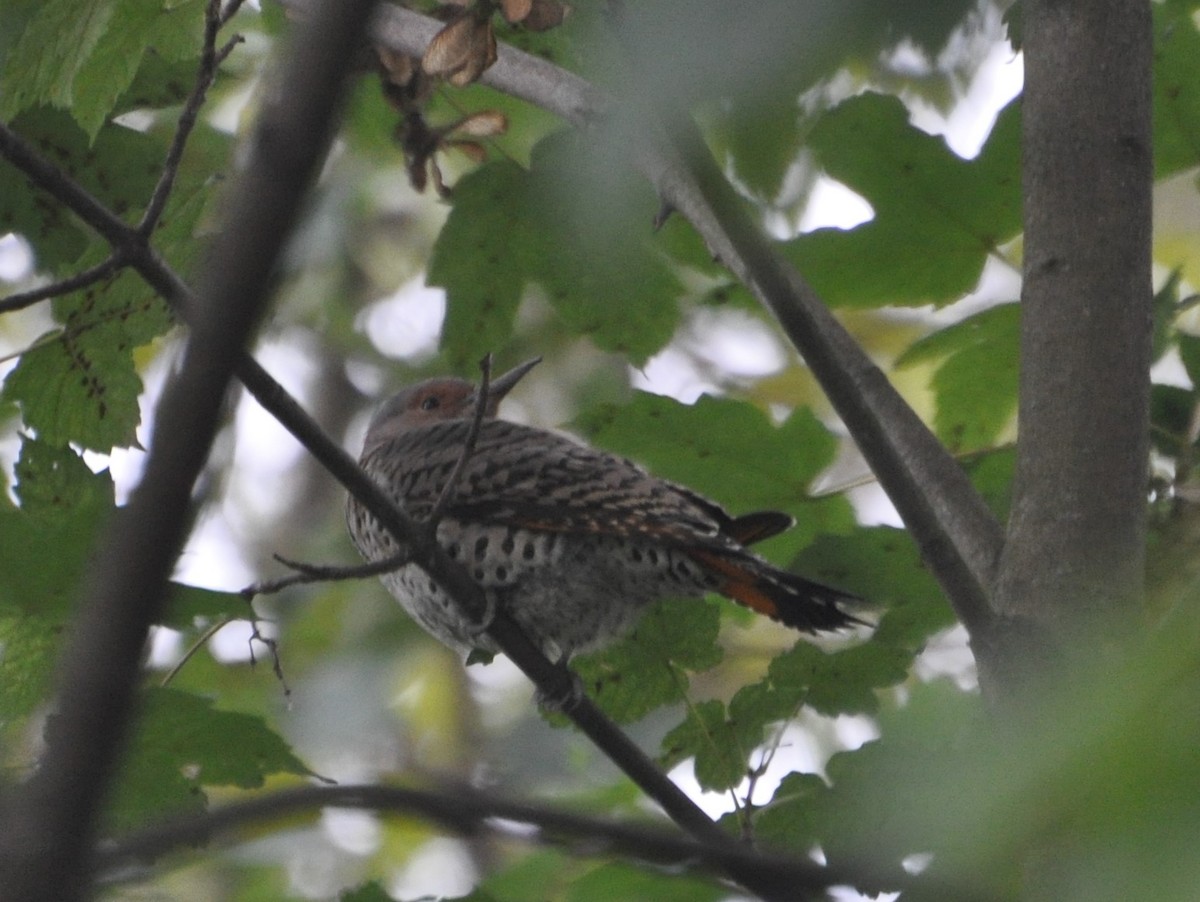 Northern Flicker (Yellow-shafted x Red-shafted) - ML179514581