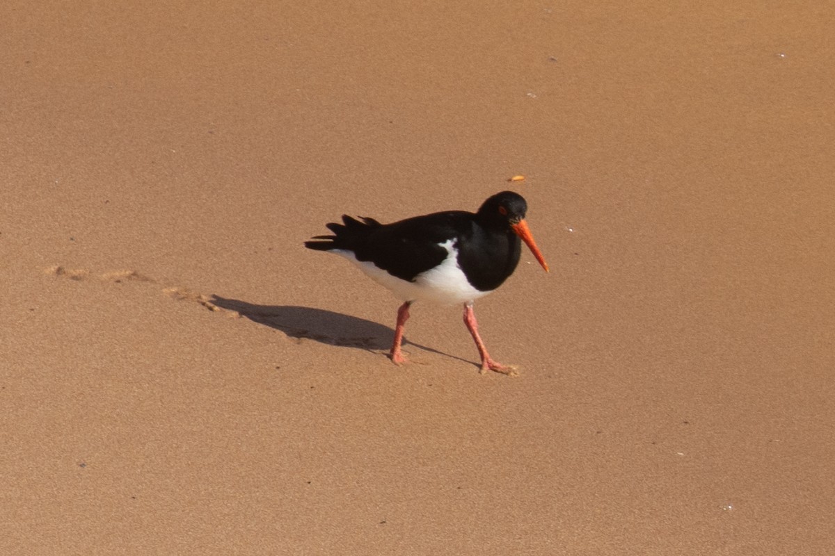 Pied Oystercatcher - ML179514661