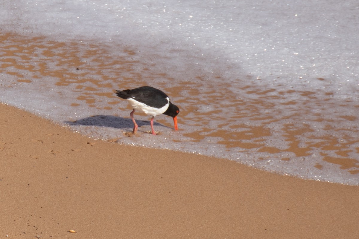 Pied Oystercatcher - ML179514681