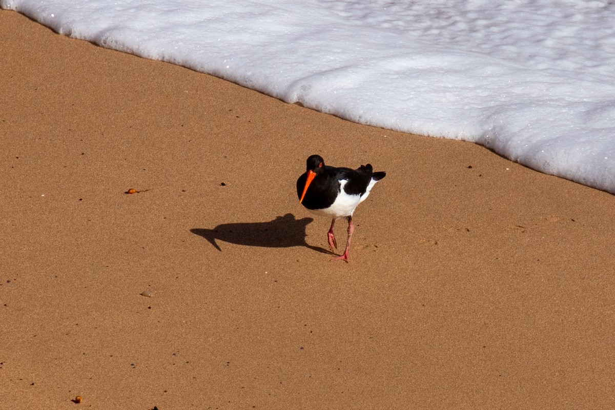 Pied Oystercatcher - Christine Mason