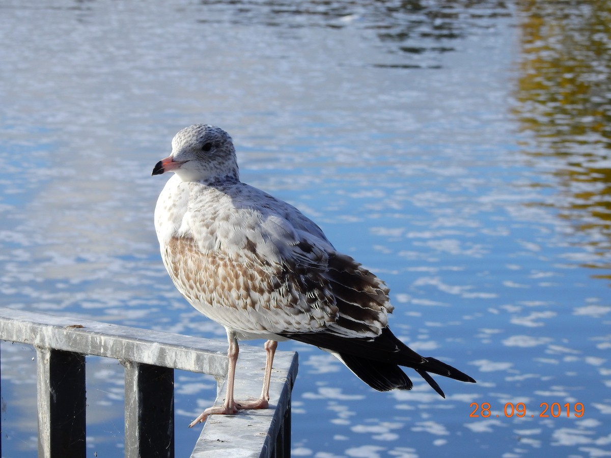 Ring-billed Gull - ML179515031